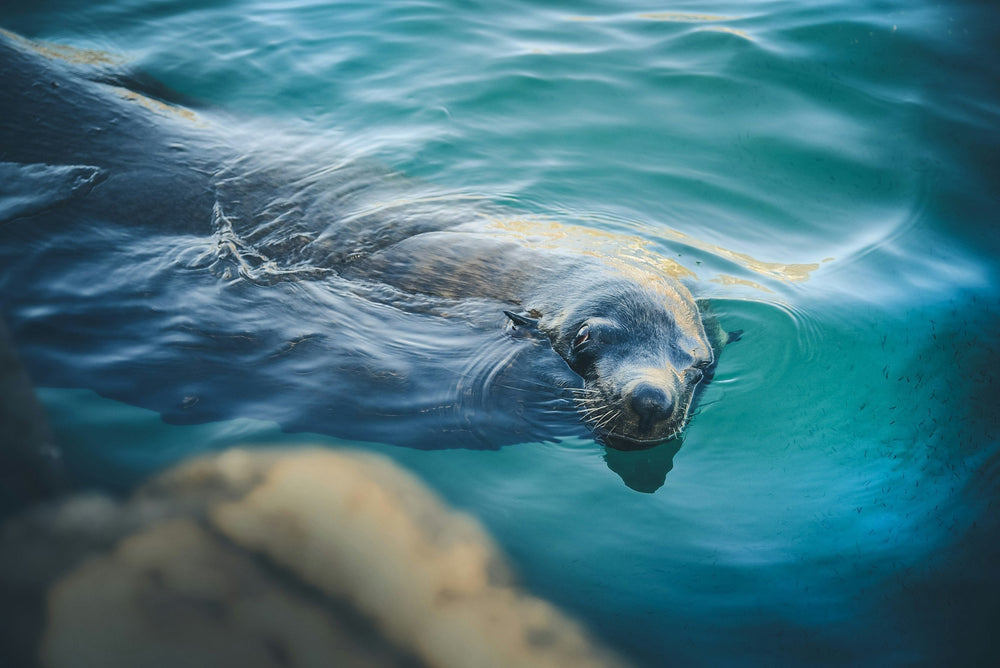 Wildlife and Sights While Sailing in the Netherlands